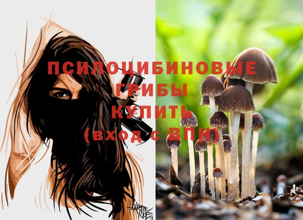 амф Зеленокумск